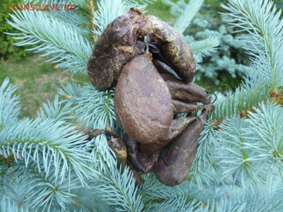Медвежий жир - 2.JPG