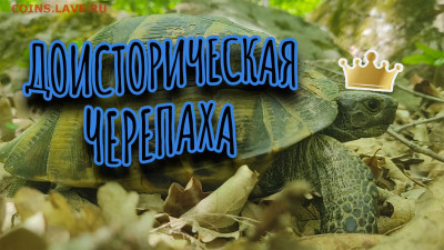 Мой видео канал Копатыч channel - черепаха