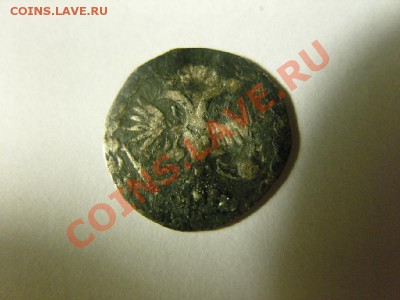 Алтынник 1711 - SNV14987.JPG