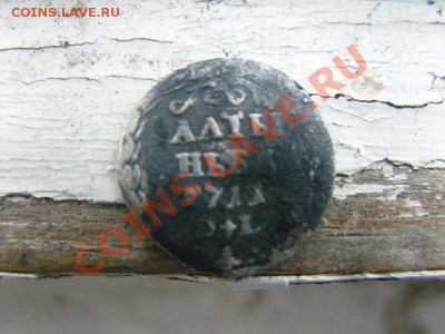 Алтынник 1711 - SNV15042.JPG