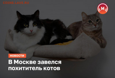 делает - прямо сейчас !!! - wmMK5gdLTBM