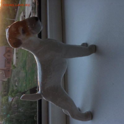 Фокс Терьер ЛФЗ до 12.06 - IMG_2754.JPG