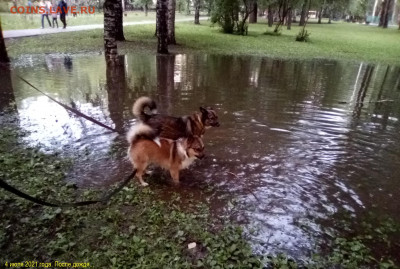 ФОТО - просто фото. Те что получились удачными. - 2021-07-04 21-53-47-ПОСЛЕ ДОЖДЯ (3)