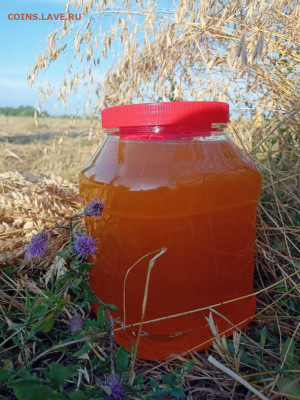 Мед 3 л 2021 г., окончание 10.08.2021 22:00 - IMG-20210727-WA0012