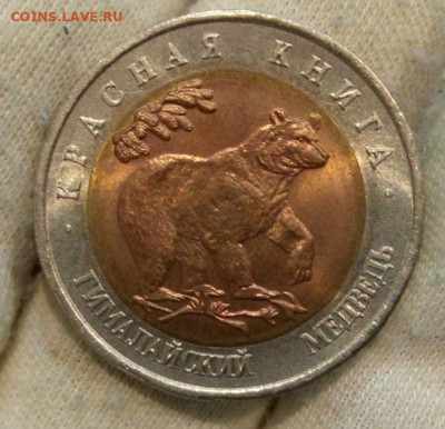 Красная книга 1993 Гималайский медведь до 22:30мск 24.08.21 - IMG_20210821_155252