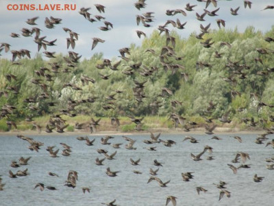 ФОТО - просто фото. Те что получились удачными. - птицы