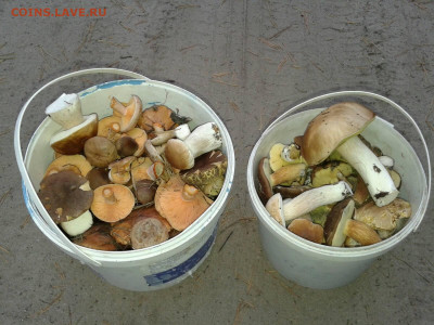 Любители "тихой охоты" есть? Все сюда :) - изображение_viber_2021-09-14_10-41-27-776