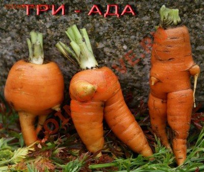 alexandr63 - 600 Шесть соток - Почётный земледелец - Три-Ада
