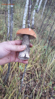 Любители "тихой охоты" есть? Все сюда :) - IMG-20210925-WA0002