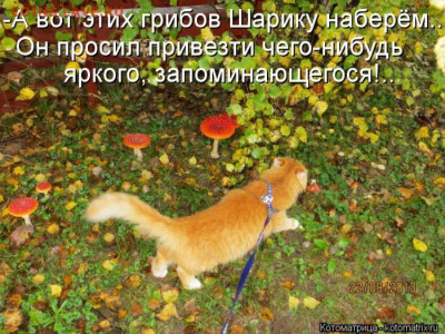 юмор - kotomatrix_34
