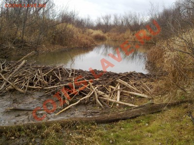 ФОТО - просто фото. Те что получились удачными. - 281020112278
