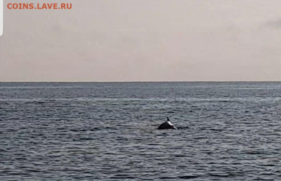 делает - прямо сейчас !!! - Screenshot_20211012-161213_Video Player