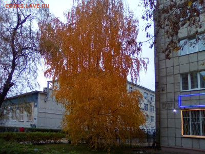 ФОТО - просто фото. Те что получились удачными. - 2021-10-16 09-03-22