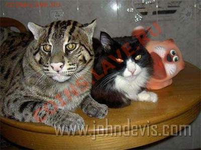 Мя-а-а-а-а-У!!! - getImage (1)