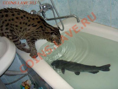 Мя-а-а-а-а-У!!! - getImage (2)