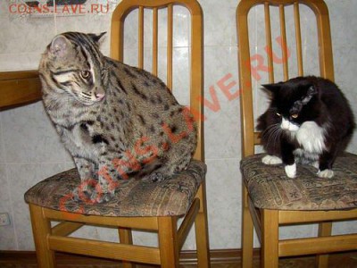 Мя-а-а-а-а-У!!! - getImage (3)