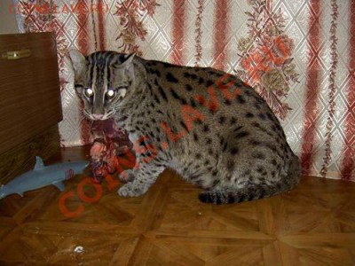 Мя-а-а-а-а-У!!! - getImage (4)