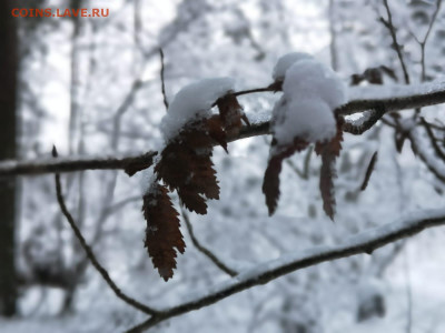 ФОТО - просто фото. Те что получились удачными. - IMG-20211204-WA0005