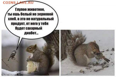 юмор - Белка