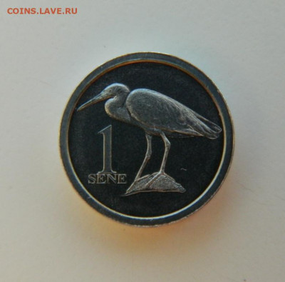 Самоа 1 сене 2020 г. (Фауна) до 14.12.21 - DSCN2012.JPG