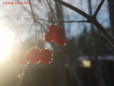 ФОТО - просто фото. Те что получились удачными. - IMG-20211211-WA0008