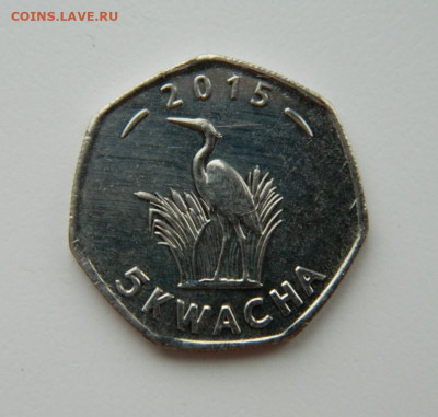 Малави 5 квача 2015 г. (Фауна) до 16.12.21 - DSCN1888.JPG