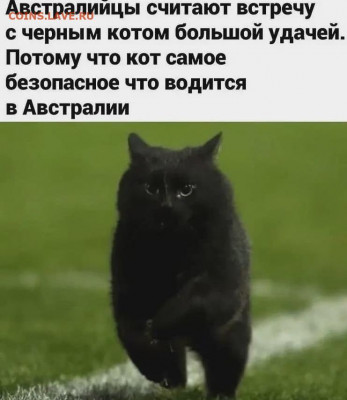 юмор - Чёрный кот