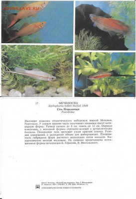 Набор открыток. "Пестрый мир аквариума". СССР 1989. - Р7