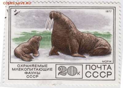 МОРЖ 1977 г. до 05.01.22 г. в 23.00 - 018