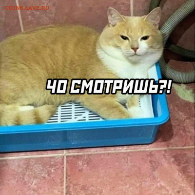 юмор - w_RZOW-OTOo