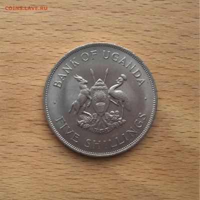 Крона Шайба Уганда 5 шиллингов 1968 ФАО Корова - IMG_3943.JPG