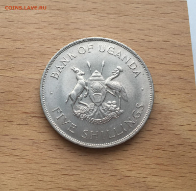 Крона Шайба Уганда 5 шиллингов 1968 ФАО Корова - IMG_3944.JPG