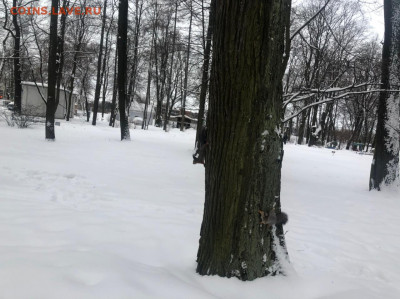 Угадай результат на PARKRUN Елагин остров (29.01.2022) - IMG-20220129-WA0079