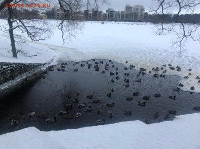 Угадай результат на PARKRUN Елагин остров (29.01.2022) - IMG-20220129-WA0075