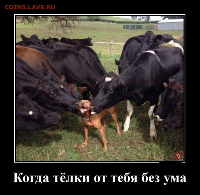 юмор - 1594710654_demy-14