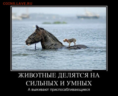 юмор - 75945681_zhivotnyie-delyatsya-na-silnyih-i-umnyih