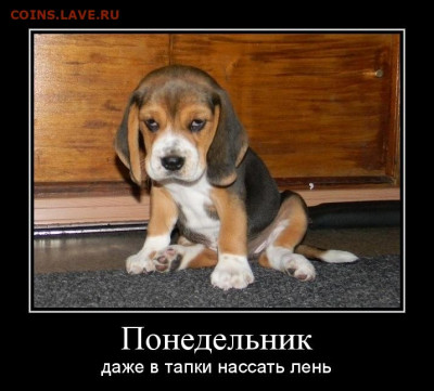 Чатик на самарском - 35883693