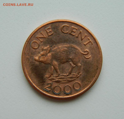 Бермудские острова 1 цент 2000 г. (Фауна). до 07.04.22 - DSCN4190.JPG