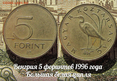 Венгрия 5 форинтов 1996 Цапля. До 13.04. в 22:00 - а