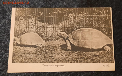 1905г.Тигр.Черепаха.Пеликан.Почтовые Карточки. - 20220415_212626