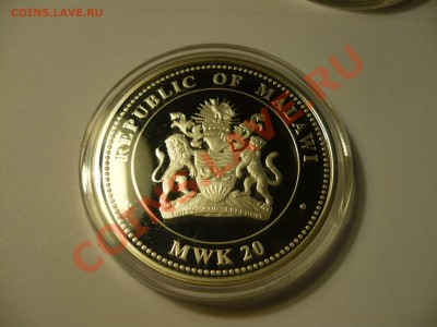 Малавийская квача с тигром, 2010 - P1060994