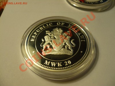 Малавийская квача с тигром, 2010 - P1060992