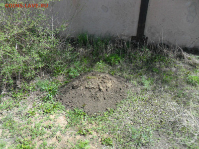 Любите ли вы кошек? - 08.05.22.JPG