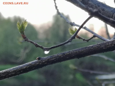 ФОТО - просто фото. Те что получились удачными. - IMG-20220514-WA0009