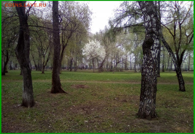 ФОТО - просто фото. Те что получились удачными. - 2022-05-11-01 Яблоня в цвету+
