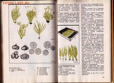 КОМНАТНОЕ ОВОЩЕВОДСТВО 1989 г. до 12.06.22 г. в 23.00 - 077