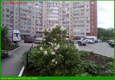 ФОТО - просто фото. Те что получились удачными. - 2022-06-05=01 Белая сирень