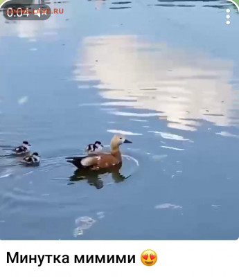 юмор - Screenshot_20220607-150650_Gallery