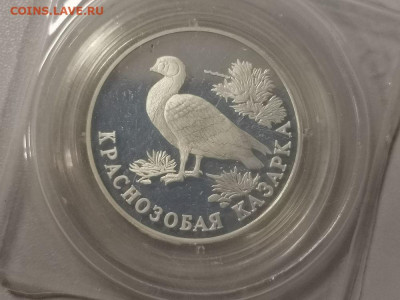 1р 1994 Красная книга- Казарка, серебро запайка, до 11.06 - Y Казарка зап-1