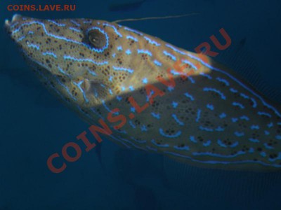 Цены на бензин в Вашем регионе. - PB121385.JPG